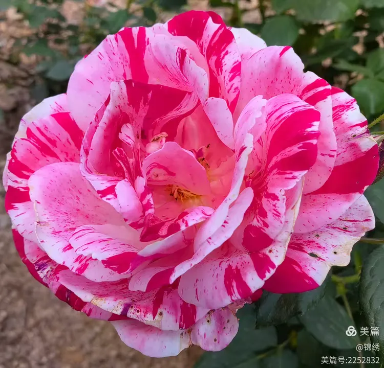 醉美奥斯汀月季园